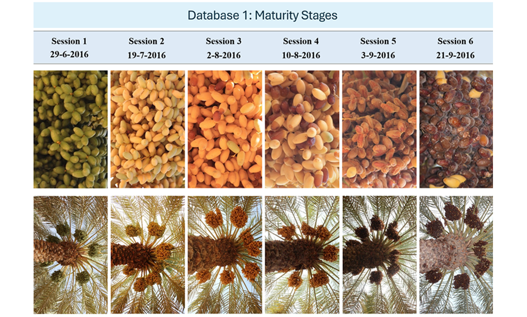 Dataset: Date Fruit Dataset for Automated Harvesting